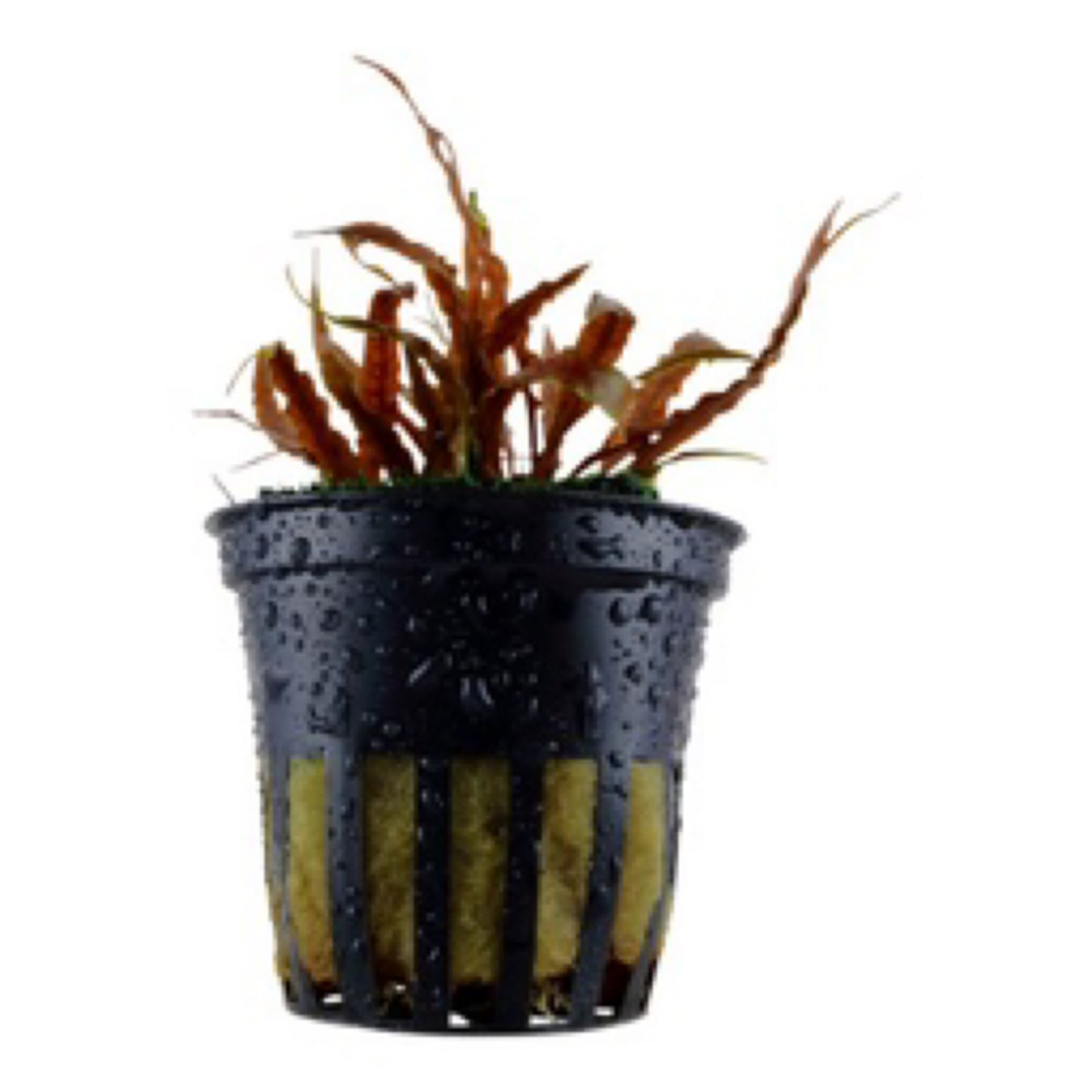 Tropica Cryptocoryne albida 'Brown'