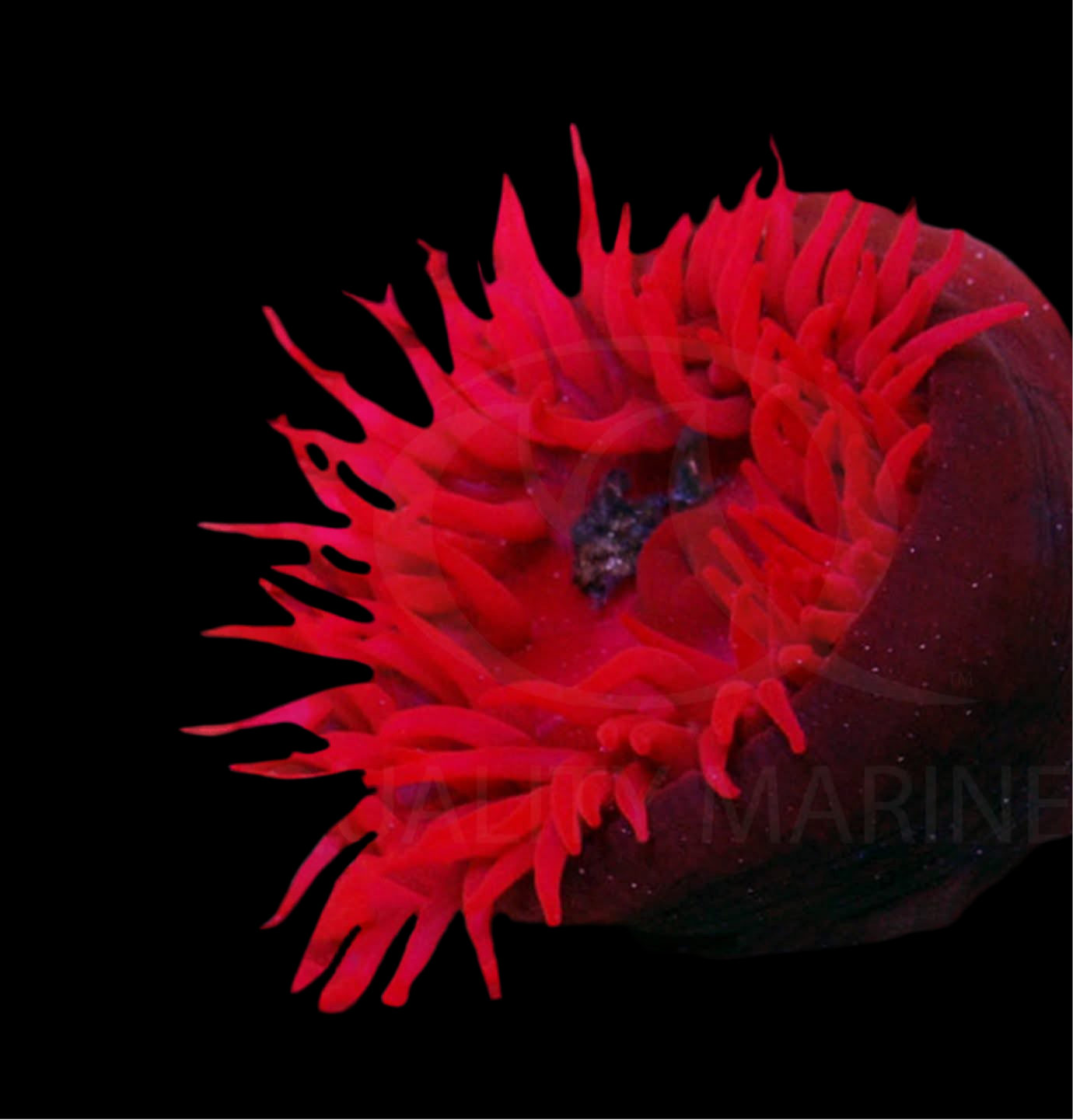 Red Flower Strawberry Anemone