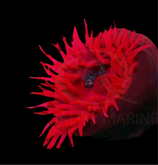 Red Flower Strawberry Anemone