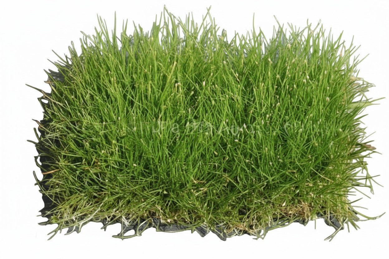 Mini dwarf hair grass on mat (Eleocharis pusilla ‘Mini’)