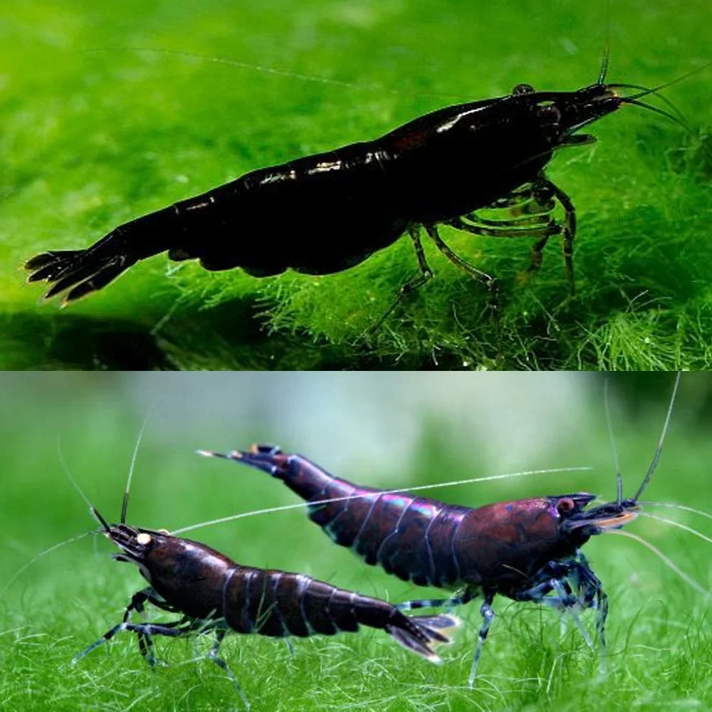 Black Cherry Shrimp (Neocaradina davidi)