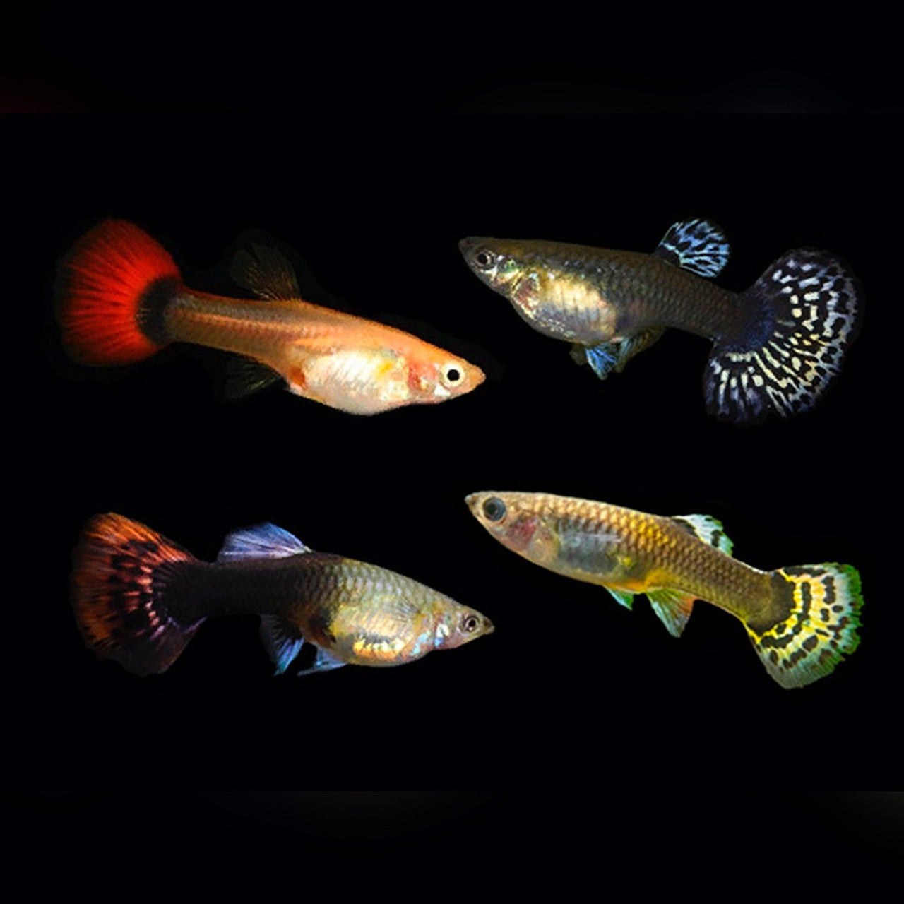 Assorted Fancy Female Guppy