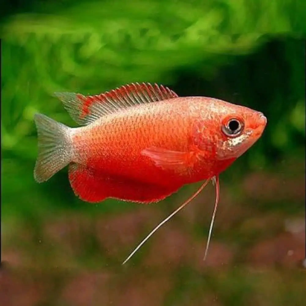 Dwarf Honey Red Gourami