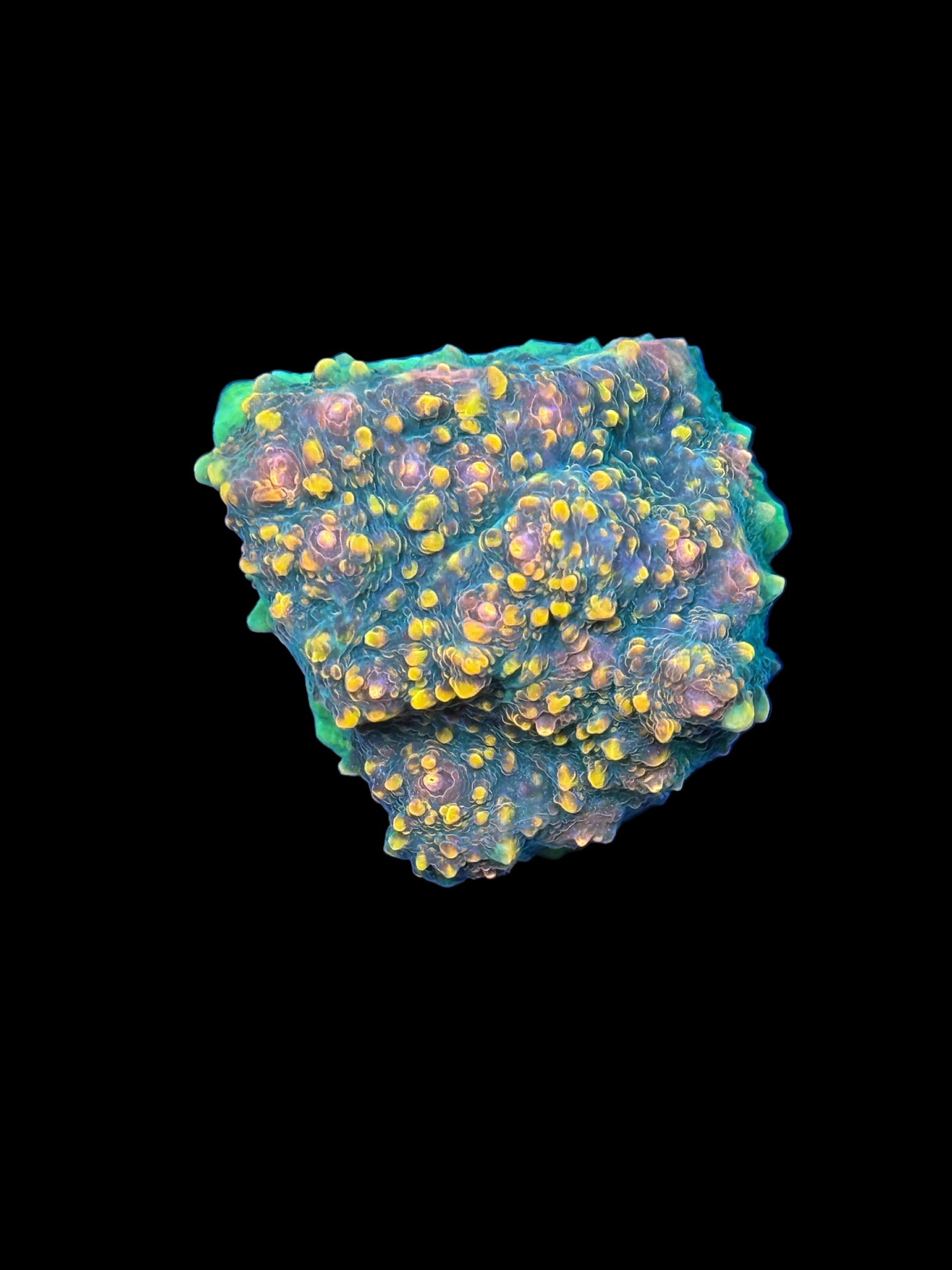 Mountain Dew Chalice frags