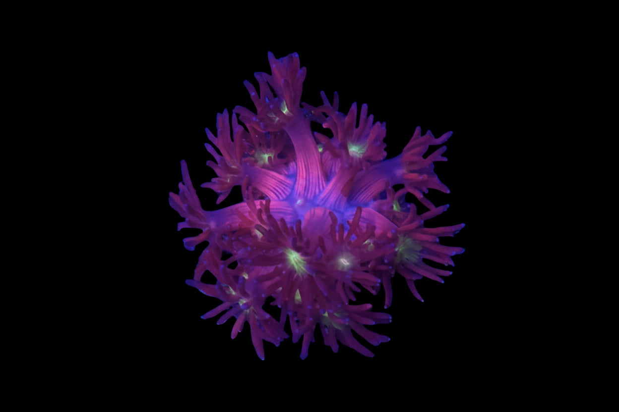 Golden Eye Goniopora wysiwyg