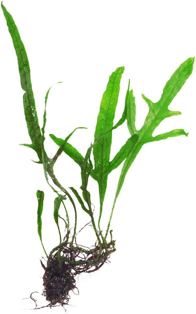 Microsorum pteropus - Jave Fern - loose Tropica