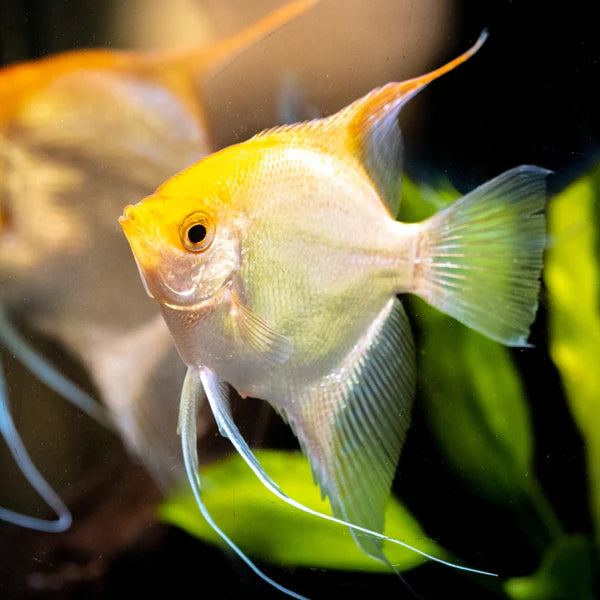 Goldhead Angelfish