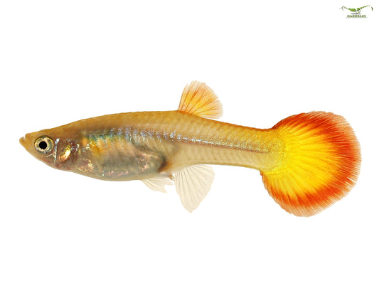 Flame Tail Female Guppy
