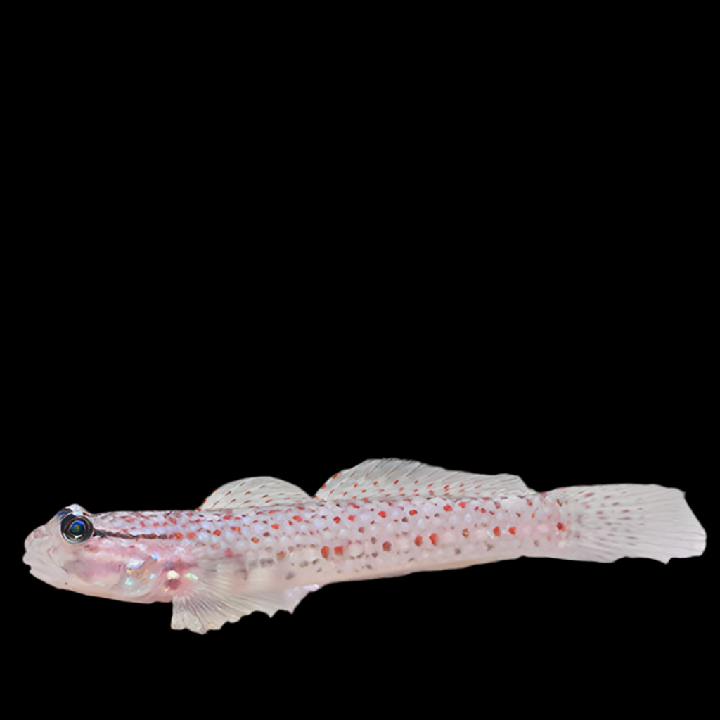 Decorated Goby
