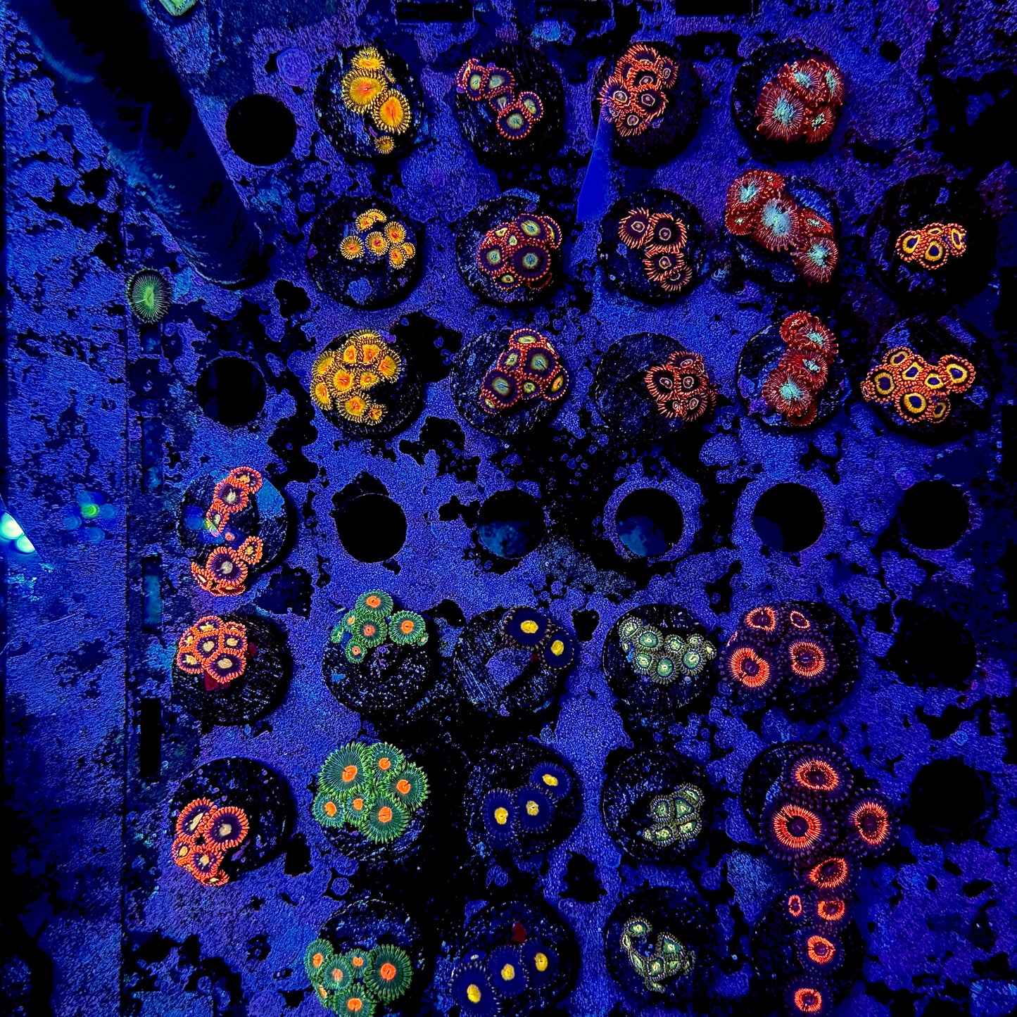 Designer Zoanthid Frags $50