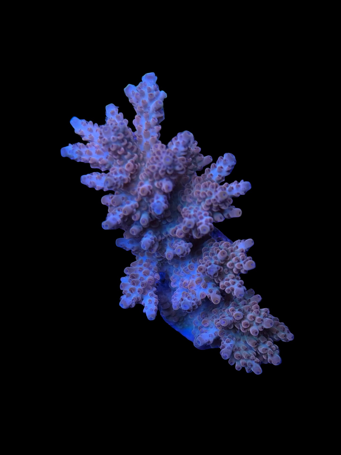 Indo Acropora Wysiwyg 12