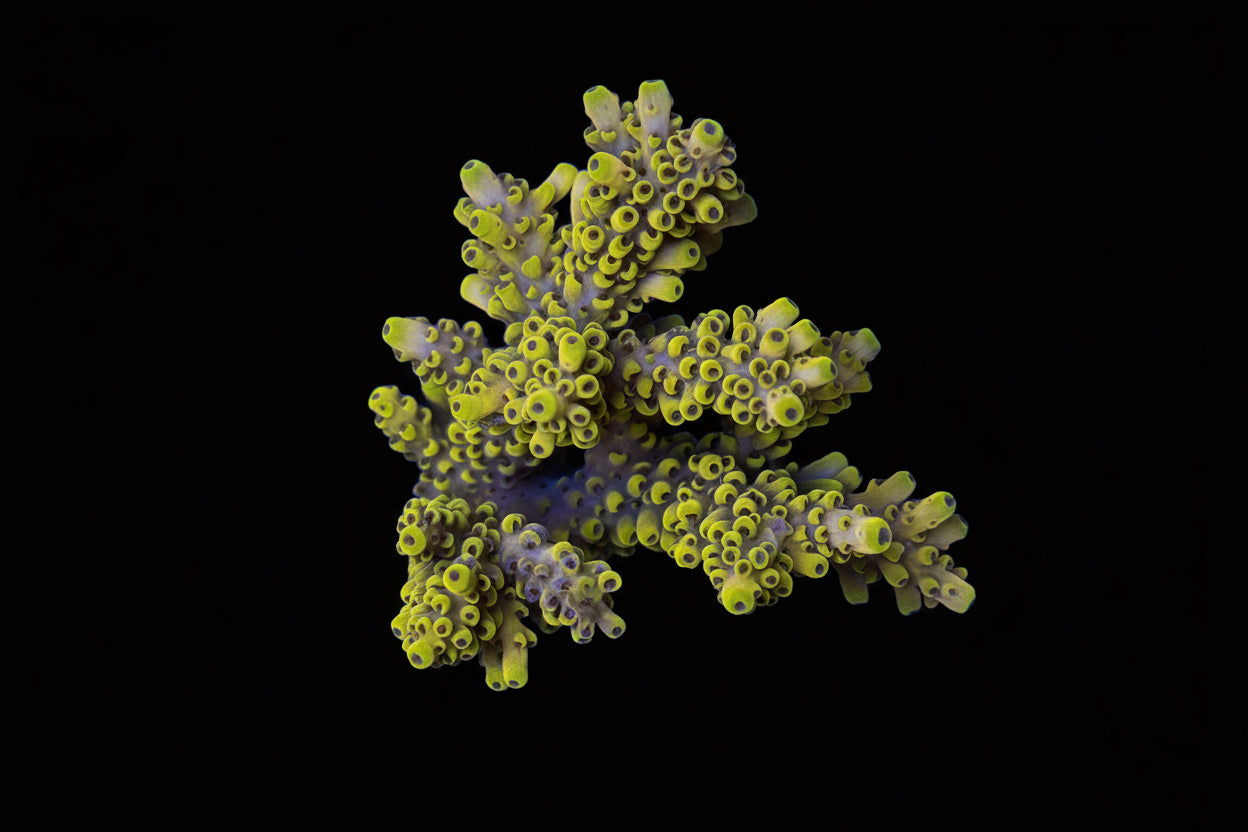 Indo Acropora Wysiwyg 4