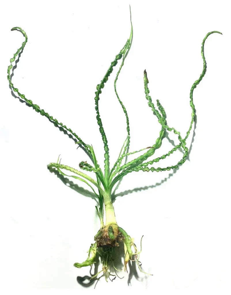 Crinum Calamostratum