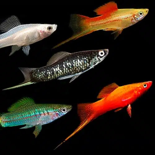 Assorted Swordtail