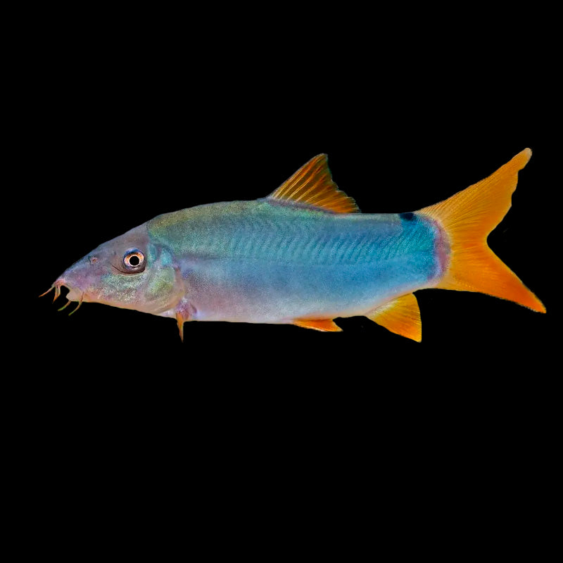 Redtail Botia Loach