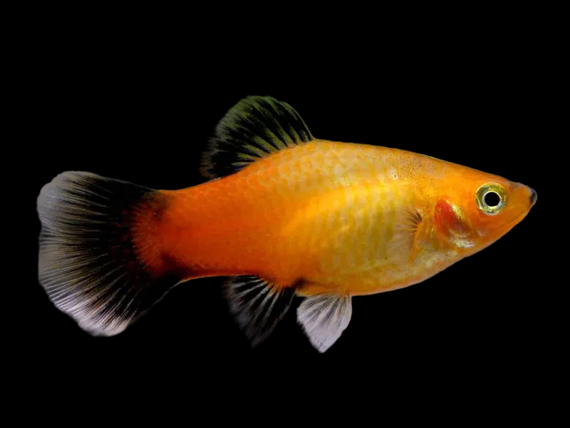 Sunburst wag Platy