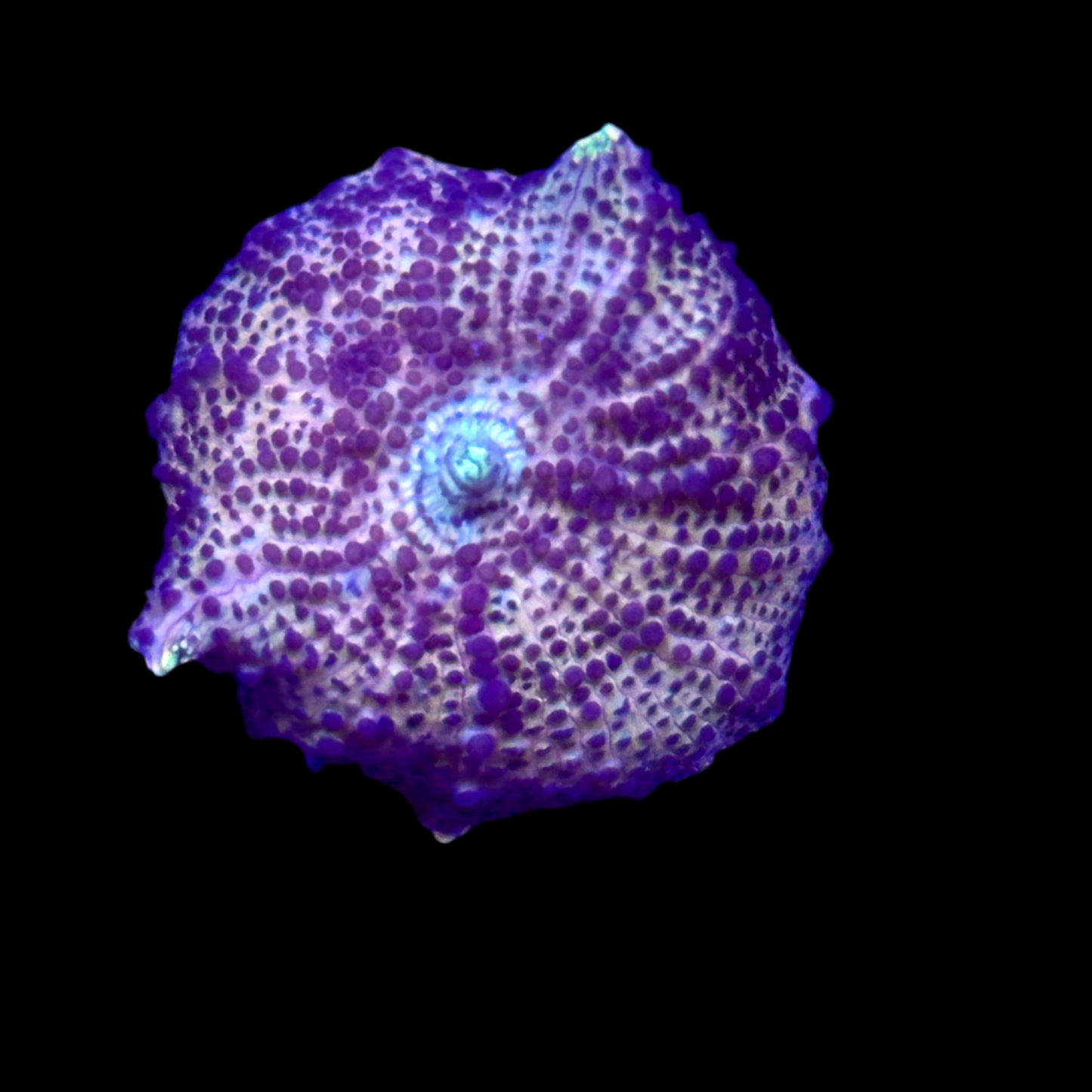 Leopard Discosoma wysiwyg