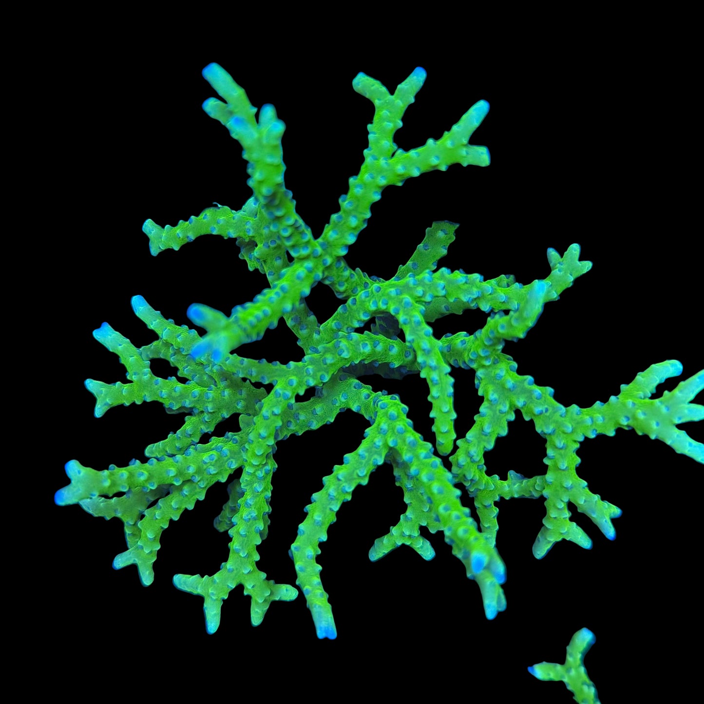 Green Goblin Anacropora Large Colony