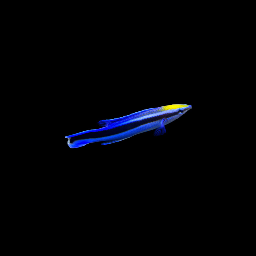 Blue Streak yellow head Cleaner Wrasse