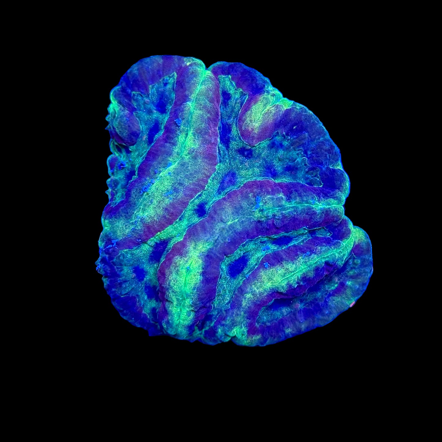Radioactive Symphyllia WYSIWYG