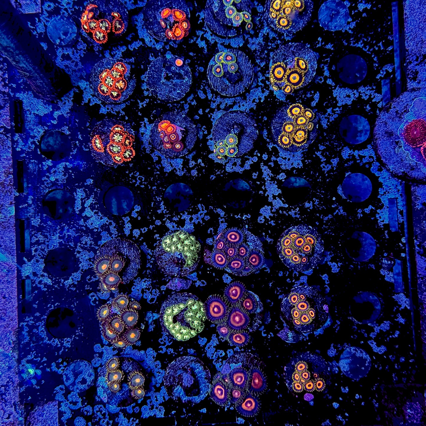 Designer Zoanthid Frags $40