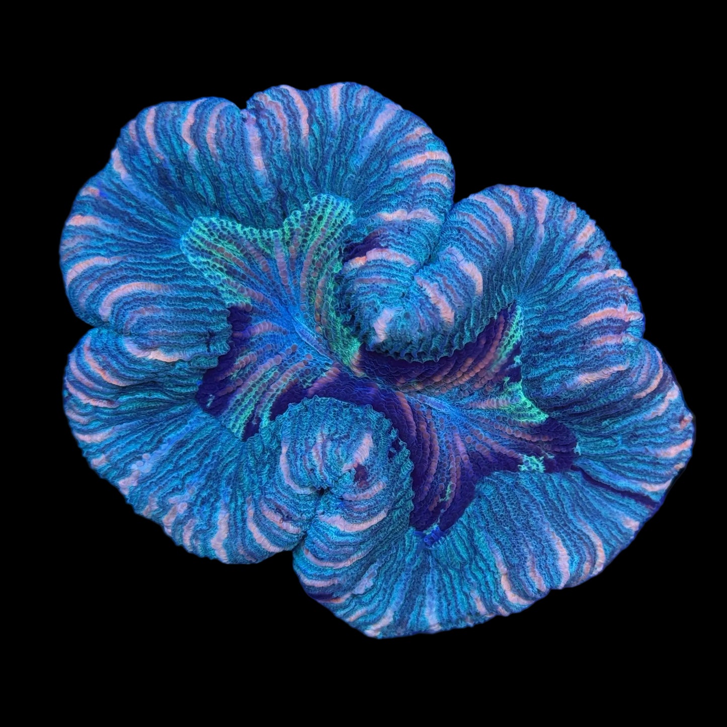 Red Rim Trachyphyllia