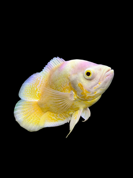 Lemon Oscar