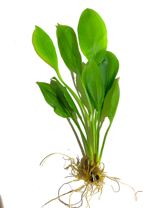 Amazon sword (echinodorus bleheri) Afishionados