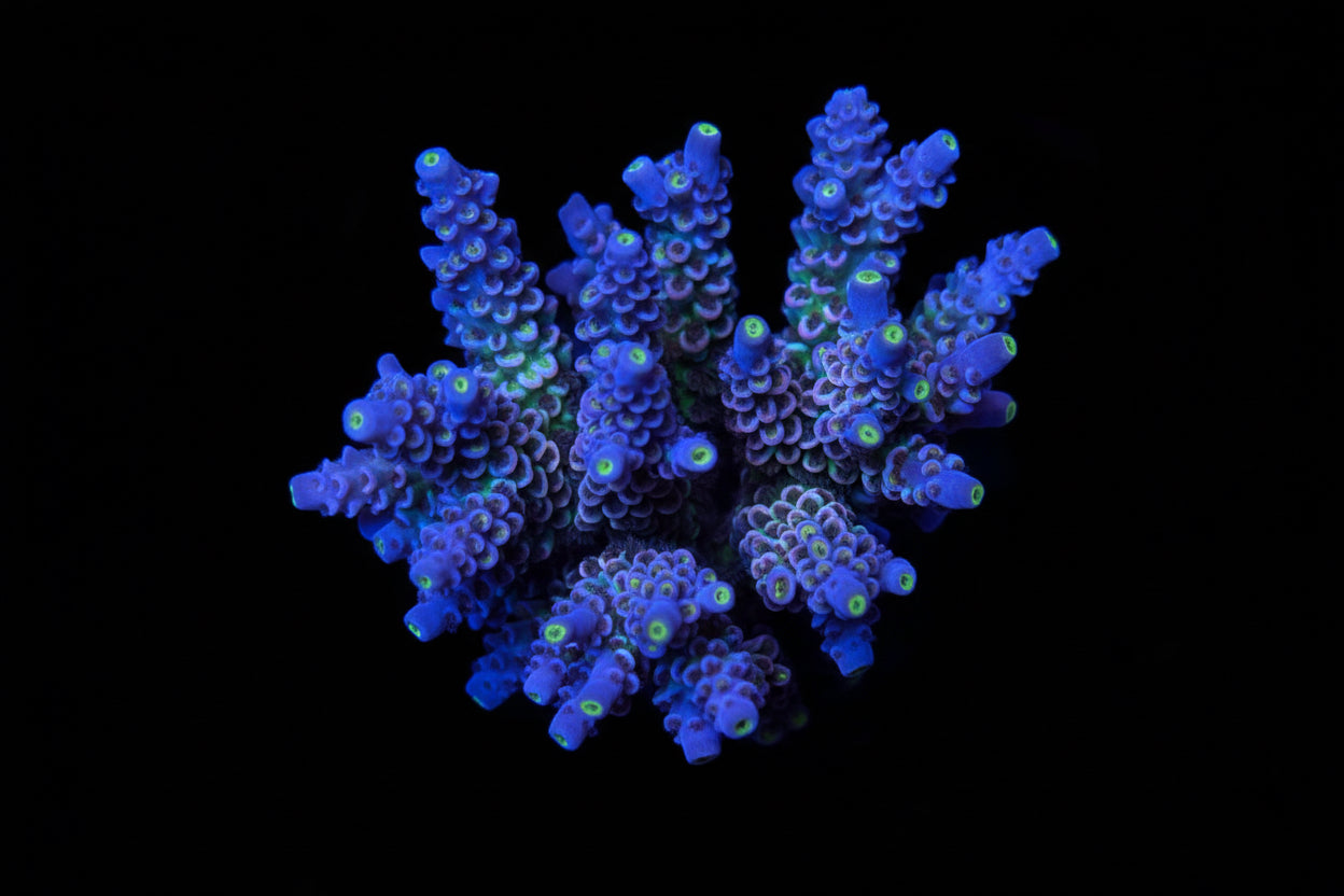 Indo Acropora Wysiwyg 13