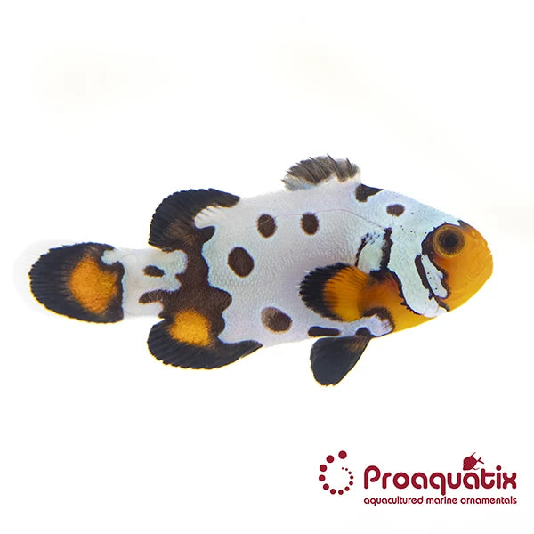 Captive Bred Bullethole Snowflake Ocellaris ProAquatix