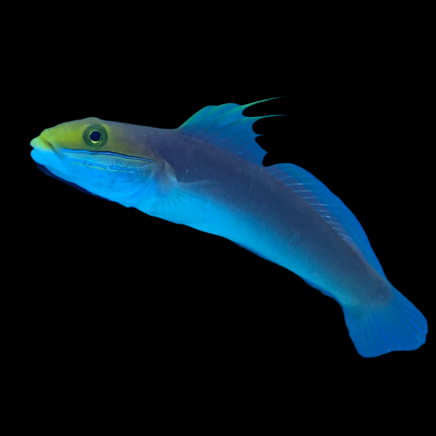 Bella Goby
