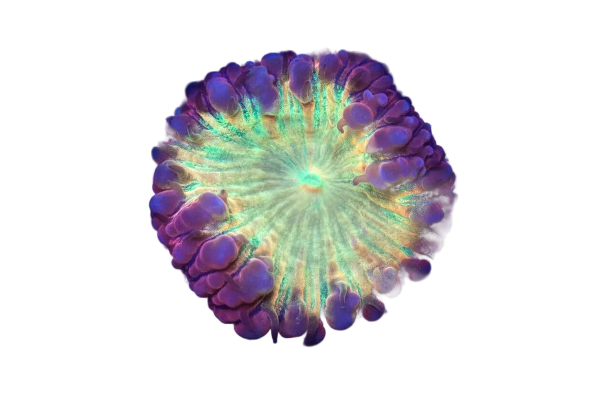 Rainbow Blastomussa Wellsi frags Concrete Blonde Aquatics