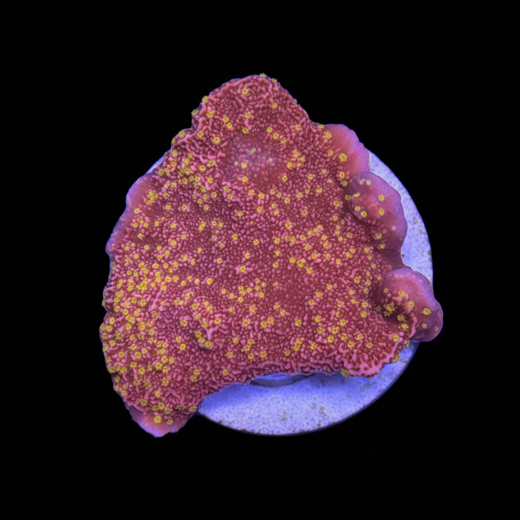 Starburst Montipora WYSIWYG