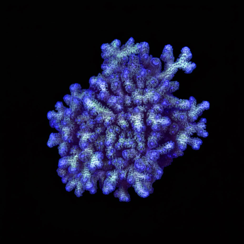 Green Pocillipora colony wysiwyg