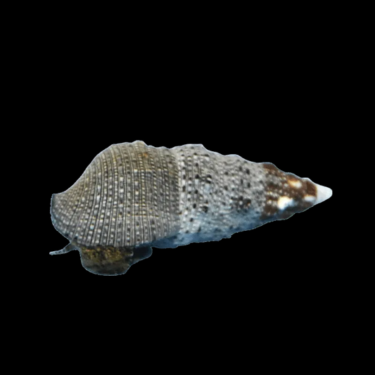 Cerith Cortez Snail