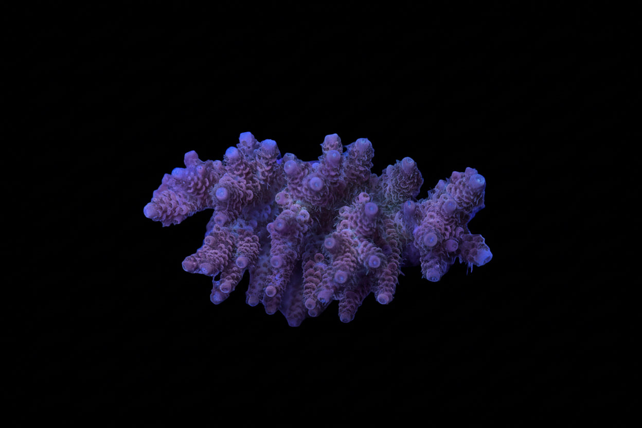 Indo Acropora Wysiwyg 11