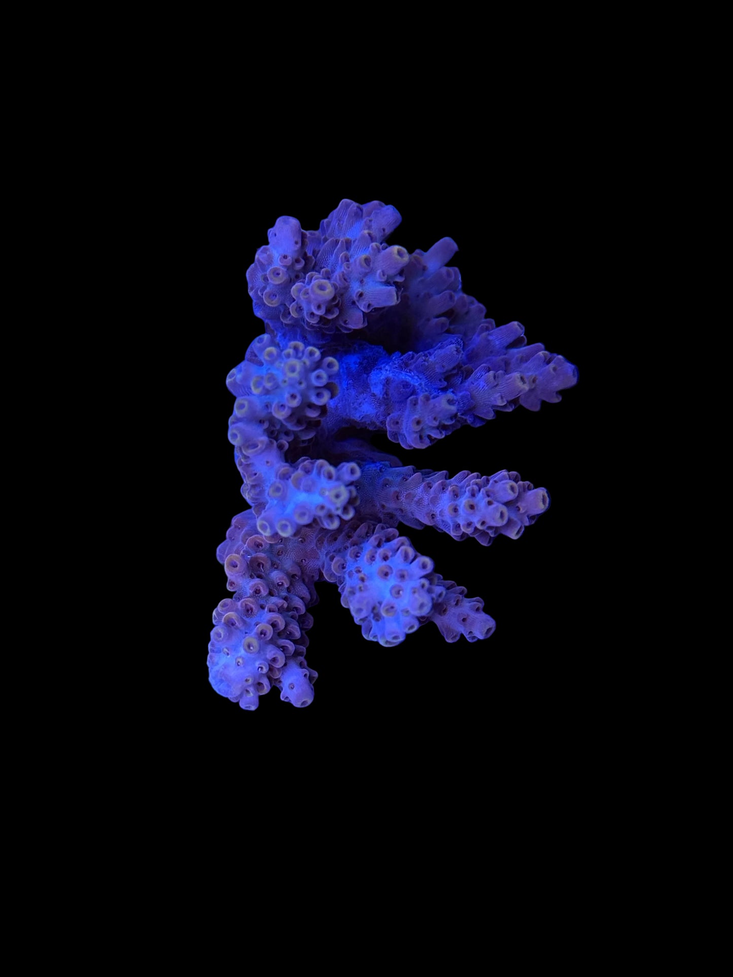 Indo Acropora Wysiwyg 7