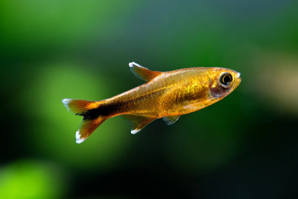 Silver Tip Tetra Concrete Blonde Aquatics