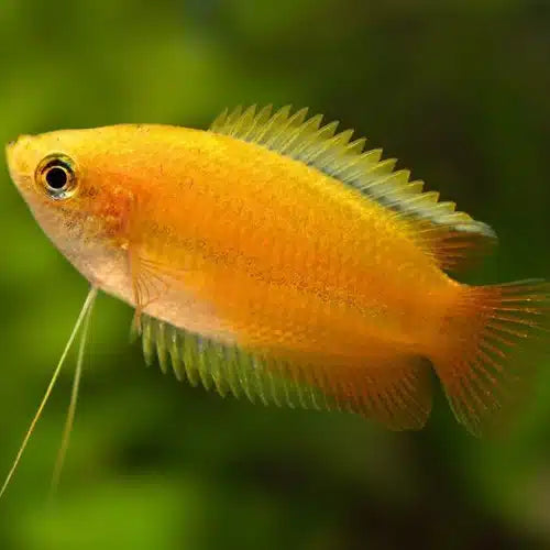 Dwarf Honey Gourami (T. Chuna)