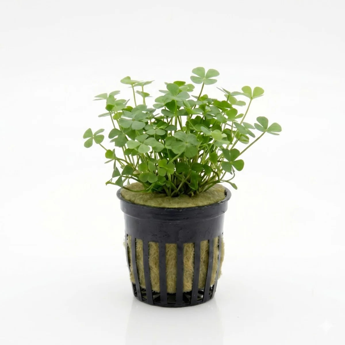 Four Leaf Clover (Marsilea crenata)