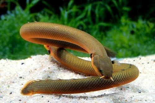 Rope fish - Erpetoichtyhys Calabaricus Nigeria