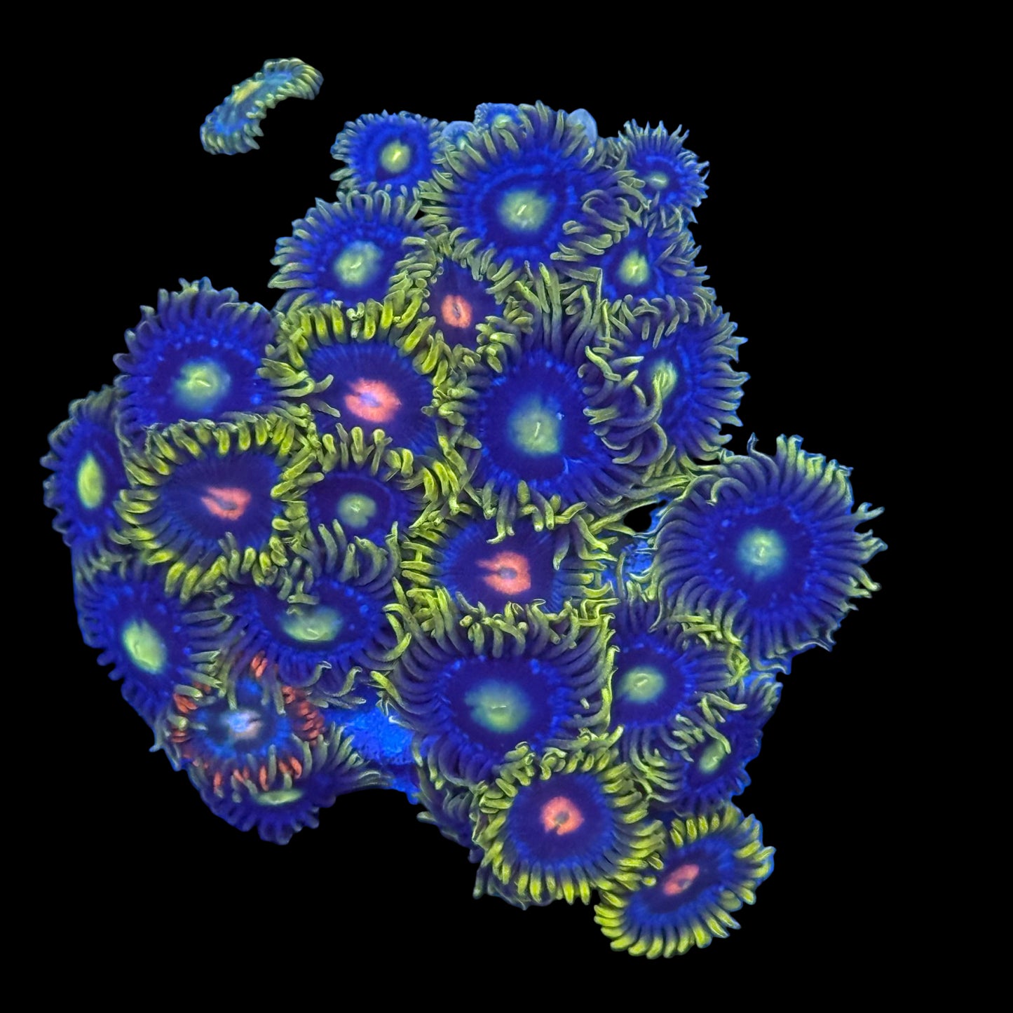 Blow Pop, Sunbeam Shuriken & Fire and Ice Zoanthids Wysiwyg