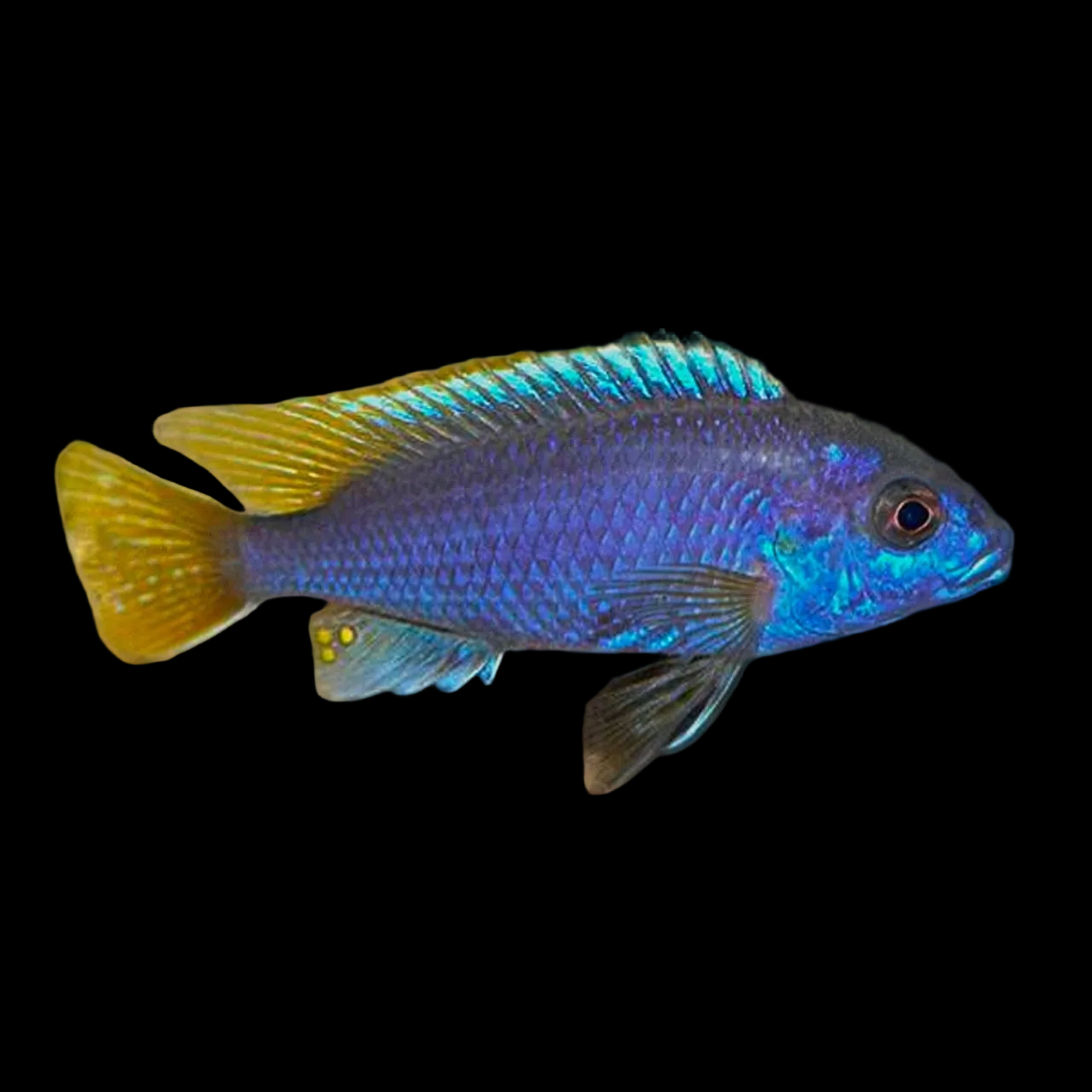 Yellow Tail Acei ( juvenile)