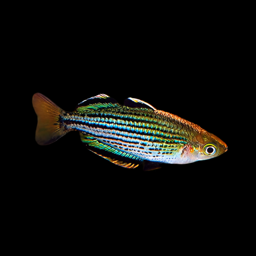 Dwarf MacCulloch’s Rainbow Fish - Melanotaenia maccullochi