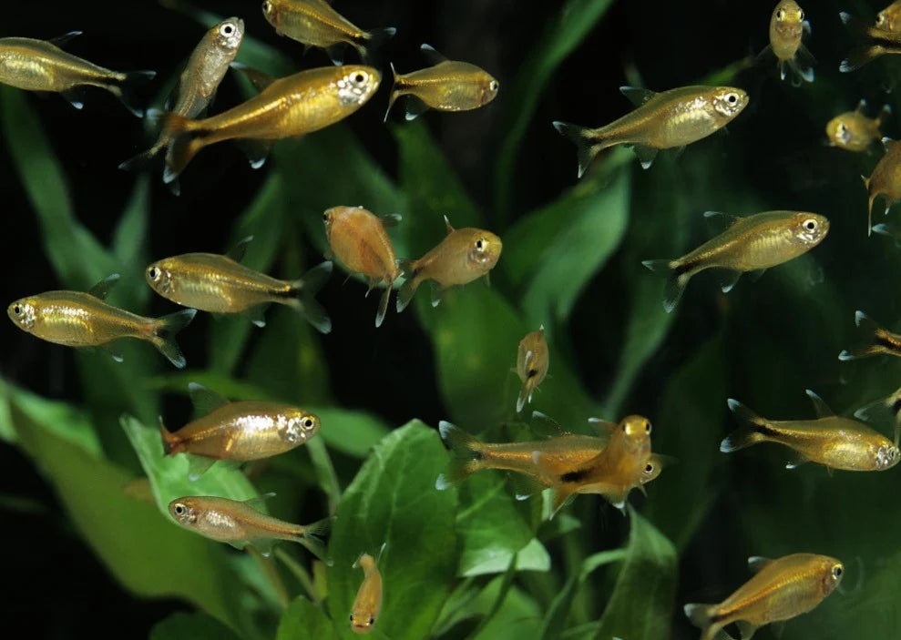 Silver Tip Tetra