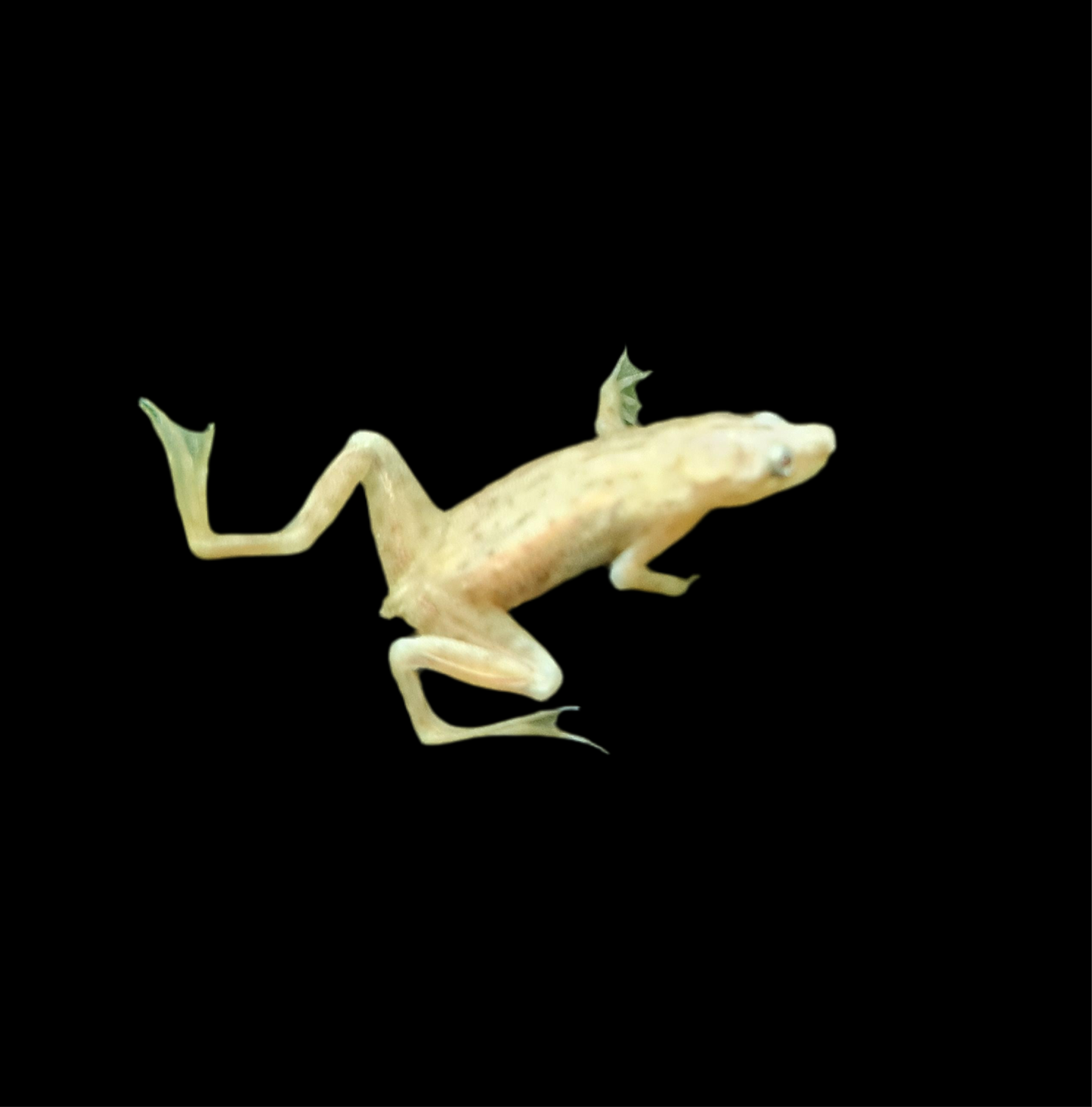 Blonde Dwarf Aquatic Frog (Hymenochirus Curticeps .var)