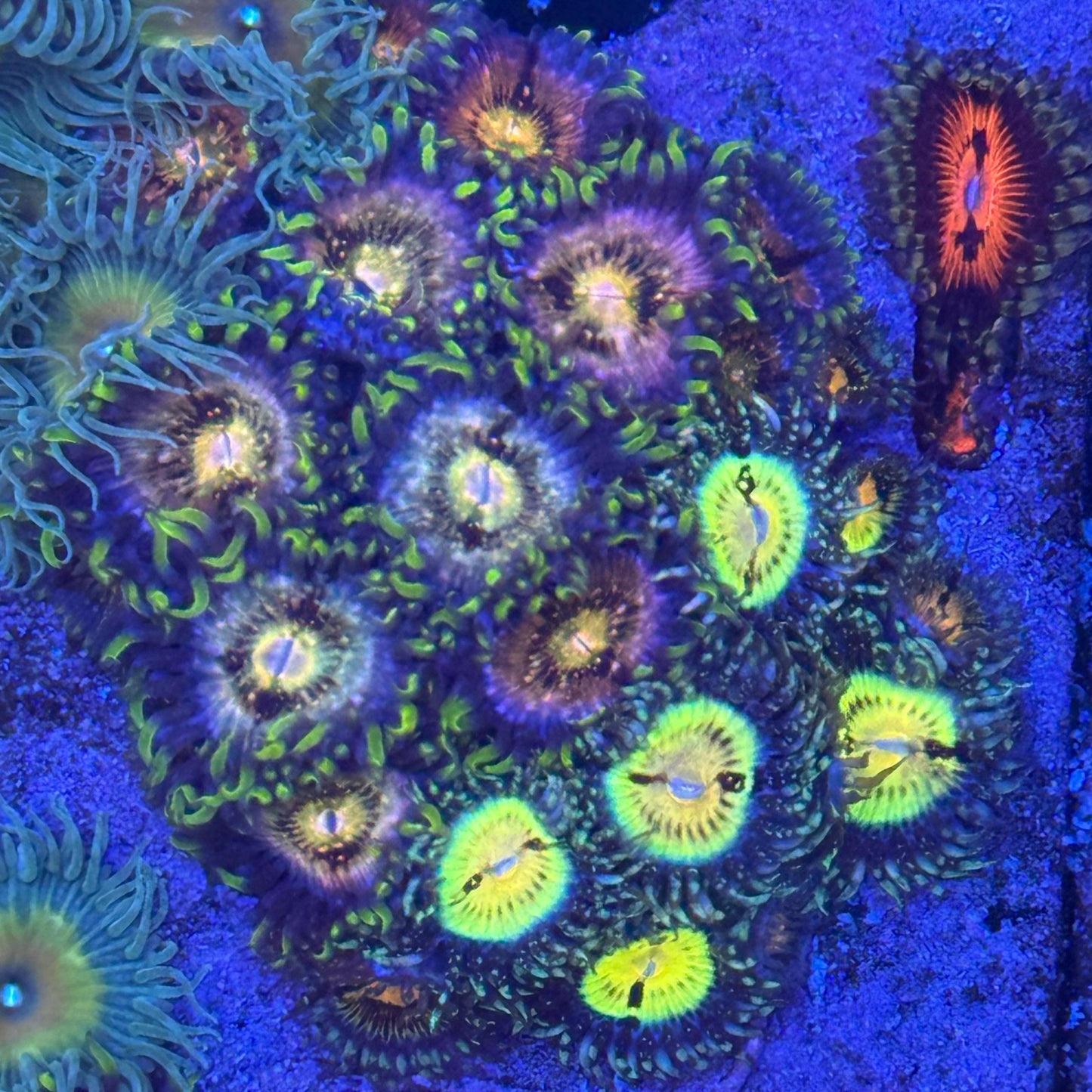 Mixed Zoanthids