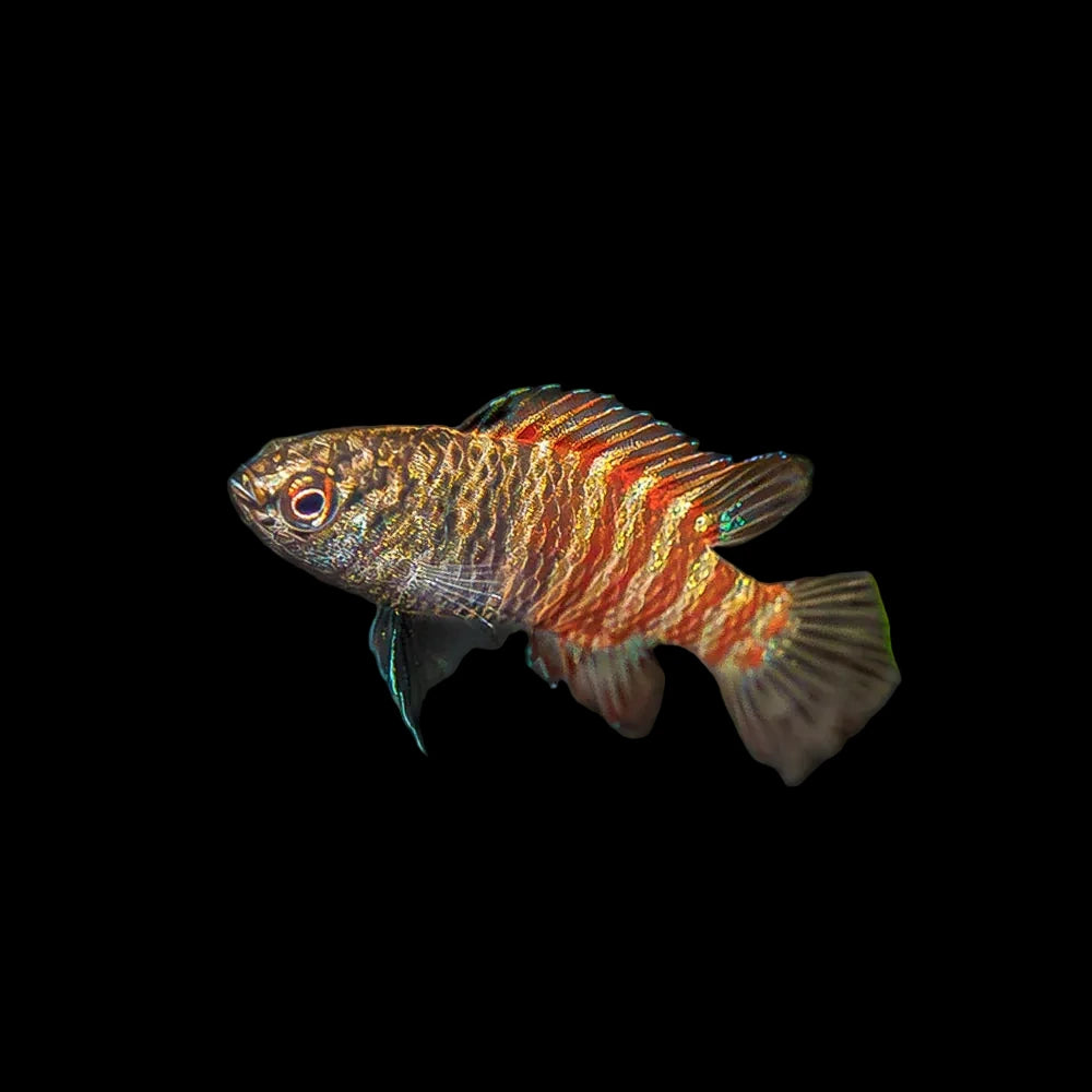 Black Tiger Scarlet Badis Juvi