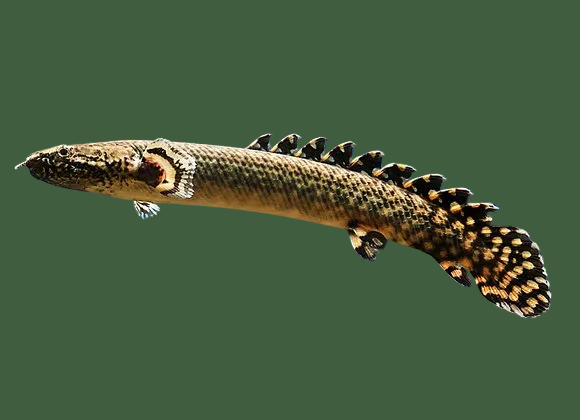 Bichir Ornate - Polypterus Ornatipinnis Indonesia