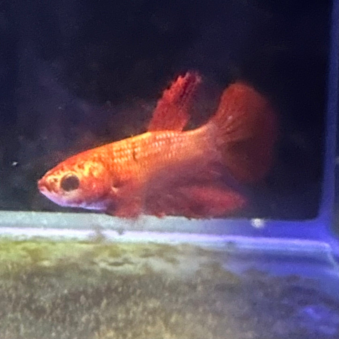 Betta Red Female